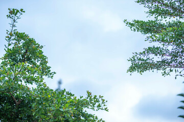 green leaf frame with blue sky and white clouds background, can be used as wallpaper