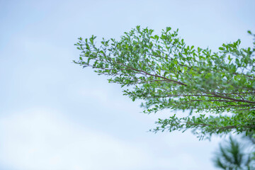 green leaf frame with blue sky and white clouds background, can be used as wallpaper