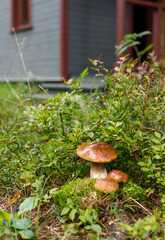 Porcini mushrooms growing in the moss and a wooden country house in the background. Vertical frame, selective focus.