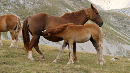 Fototapeta premium A Wild Horse Feeds Its Colt, Close-up