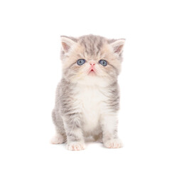 Obraz premium cute persian exotic cat kitten on isolated white background