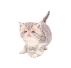 Obraz premium cute persian exotic cat kitten on isolated white background