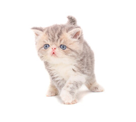 Fototapeta premium cute persian exotic cat kitten on isolated white background