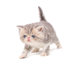 cute persian exotic cat kitten on isolated white background