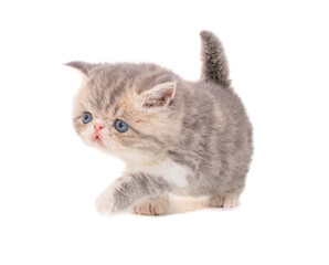 cute persian exotic cat kitten on isolated white background