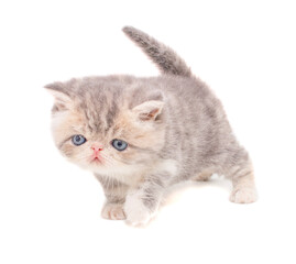 Fototapeta premium cute persian exotic cat kitten on isolated white background