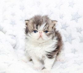 cute persian exotic cat kitten on isolated white background