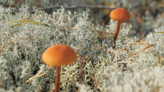 The small orange Cladina mushrooms in Espoo Finland found on the reindeer moss in the forest.geology shot.4k