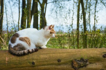Resting cat on a wooden beam