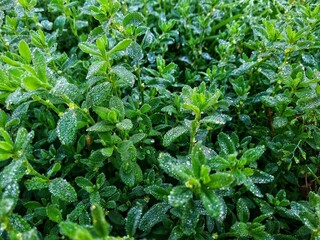 leaves in the garden