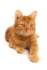 Portrait of ginger cat isolated on white background.