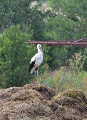 Vertical shot of a stork surrounded by greenery © Bojan Gichev/Wirestock