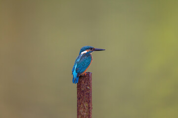 Common Kingfisher (Alcedo atthis) back and side view, background green. Perched on metal pipe.