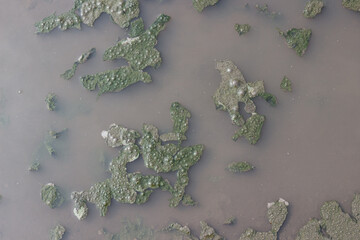Ecology background of muddy puddle with green pieces of algae in a brown water surface. Algal bloom. Environmental pollution of the Earth planet. Top view