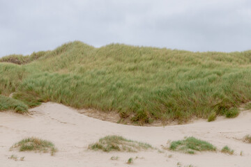 Vue sur la plage depuis les dunes ou la digue sur la côte néerlandaise de la mer du Nord avec de l& 39 herbe marram européenne (herbe de plage) le long de la digue sous un ciel nuageux gris blanc et en été, Noord Holland, Pays-Bas.