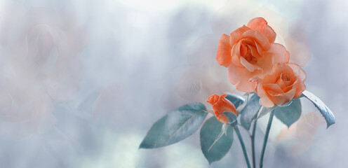 Kwiat róży panorama - obrazy, fototapety, plakaty