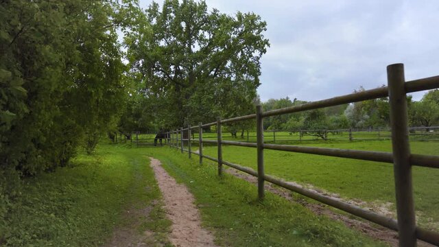 Walk along the fence of the horse pasture on a summer day. A horse is grazing among the bloons. Green bushes and trees are swaying in the wind. Birini, Latvia