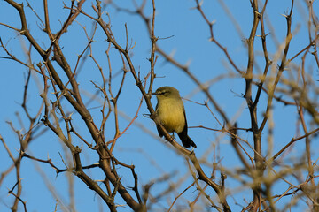 Greater Wagtail tyrant, caldén forest,La Pampa, Argentina