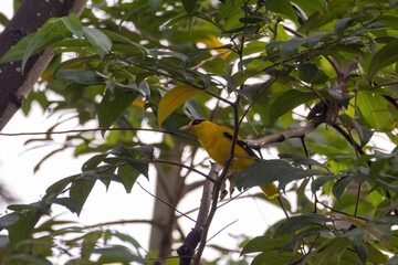 closeup view of a black-naped oriole in nature