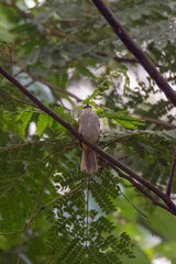 closeup view of yelow-vented bulbul in nature