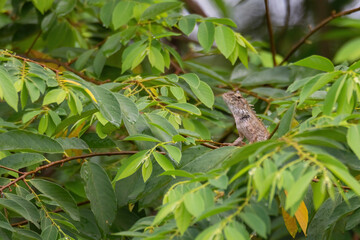 closeup shot of a oriental garden lizard in nature