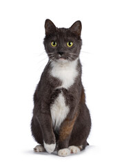 Extremely rare male tortie cat, sitting up facing front, looking frisky towards camera. isolated on a white background.