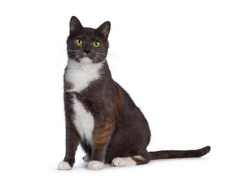 Extremely rare male tortie cat, sitting up side ways, looking frisky towards camera. isolated on a white background. Tail behind body.