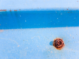 A rusted metal crew on the textured surface of a blue galvanized metal roof with horizontal lines.