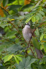 closeup view of yelow-vented bulbul in nature