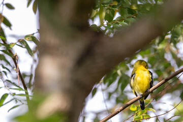 Common Iora (Aegithina tiphia) perched on tree branch looking for fruits in natural habitat