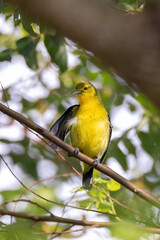 Fototapeta premium Common Iora (Aegithina tiphia) perched on tree branch looking for fruits in natural habitat