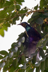 closeup view of beautiful sunbird in nature