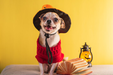 Purebred Chihuahua dog posing for Halloween on a yellow background. Mockup with animals and...