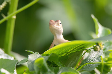 closeup shot of a oriental garden lizard in nature