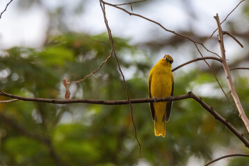 closeup view of a black-naped oriole in nature
