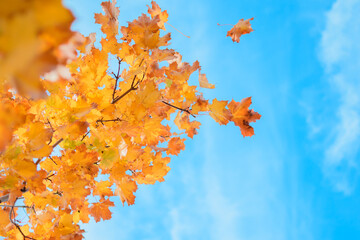 Fototapeta na wymiar Autumn maple leaves on a blue sky background