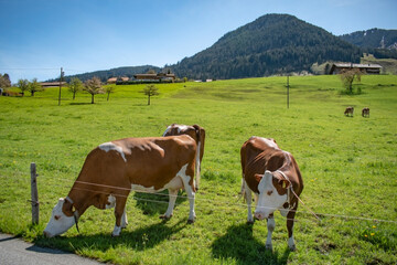 Beautiful swiss cows. Alpine meadows. Mountains. 