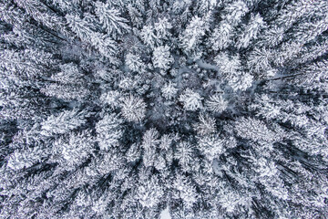 Winter forest landscape with drones. Aerial view of snow covered pine forest in the mountains during a winter with lots of snow.