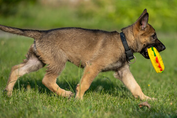 An eight weeks old German Shepherd puppy playing with a toy in green grass. Sable colored, working line breed