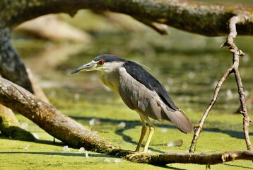 Black-crowned Night-Herons
These social birds breed in colonies of stick nests usually built over water. They live in fresh, salt, and brackish wetlands.