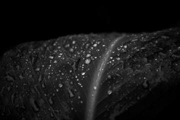 black and white shot of a leaf with raindrops, autumn rain, tropical rain, drops like pearls 