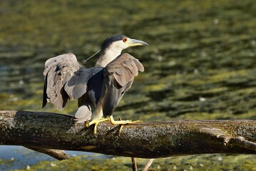 Black-crowned Night-Herons
These social birds breed in colonies of stick nests usually built over water. They live in fresh, salt, and brackish wetlands.