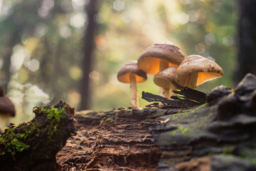 Close-up mushrooms grow on the trunk of a fallen tree in the forest. Low point of view in nature landscape. Blurred nature background copy space. Park low focus depth. Ecology environment.