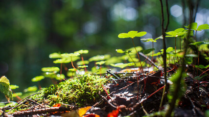 Plants, grass close-up in the forest. Low point of view in nature landscape. Ground forest on sunset, summer background. Blurred nature background copy space. Park low focus depth.