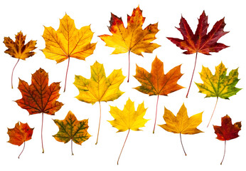 Colorful autumn leaves on white background