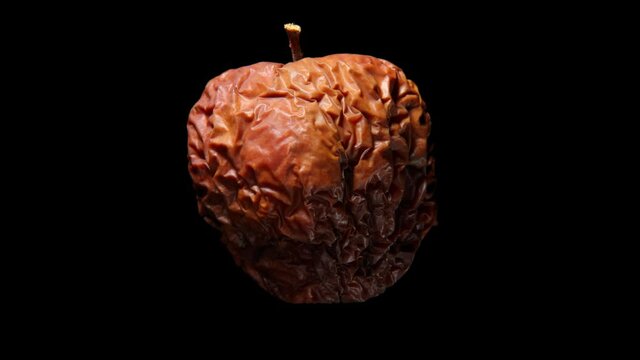 Fresh ripe green apple quickly wither to ugly brown shriveled lump. Time lapse shot, fruit isolated on black. Aging as natural process concept. Light skin change color first, then shape changed