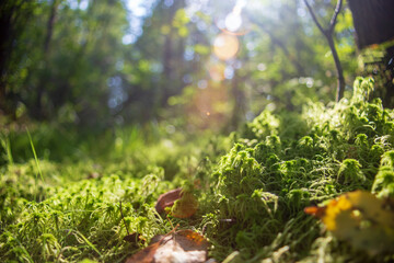 Plants, grass close-up in the forest. Low point of view in nature landscape. Ground forest on sunset, summer background. Blurred nature background copy space. Park low focus depth.