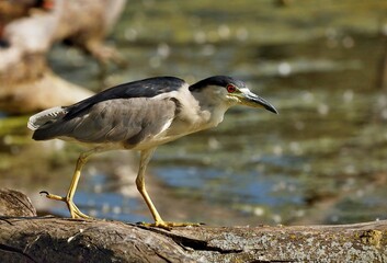 Black-crowned Night-Herons
These social birds breed in colonies of stick nests usually built over water. They live in fresh, salt, and brackish wetlands.