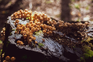Many small mushrooms grow on a tree stump in the forest. Low point of view in nature landscape. Blurred nature background copy space. Park low focus depth. Ecology environment.