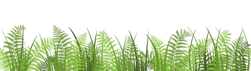 Vector illustration, border of fern on a white background, cartoon decorative seamless strip for summer and autumn season, design for cosmetics, homedesign, ecology © Karolna